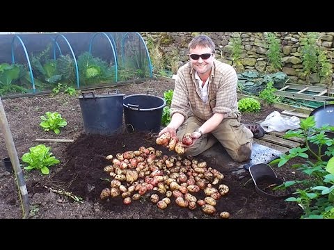 Big Harvest of Container Grown Potatoes : King Edwards