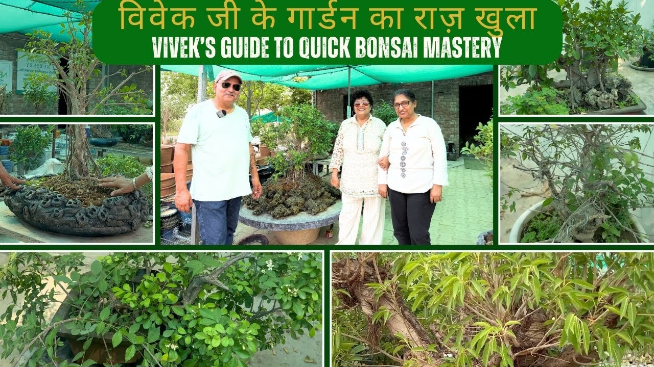 विवेक जी के गार्डन का राज़ खुला : Vivek’s Guide to Quick Bonsai Mastery