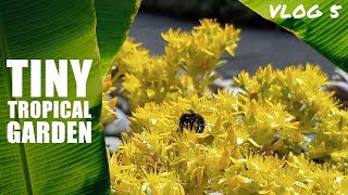 Vlog #5 - Tiny Tropical Garden UK