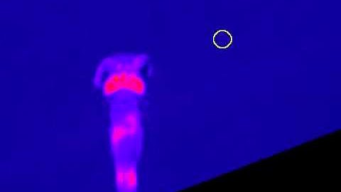 Real-time visualization of neuronal activity in free-swimming zebrafish