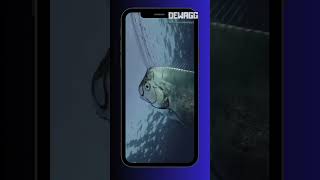 JANGAN ANGGAP SEPELE! 😳🌊 #ikan #laut #misteri #viral #fyppp #ocean #radex