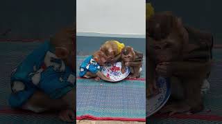 Jana Shusy & Pruno So Happy To Get His Special Fruits #cute #viralvideo #viralreels