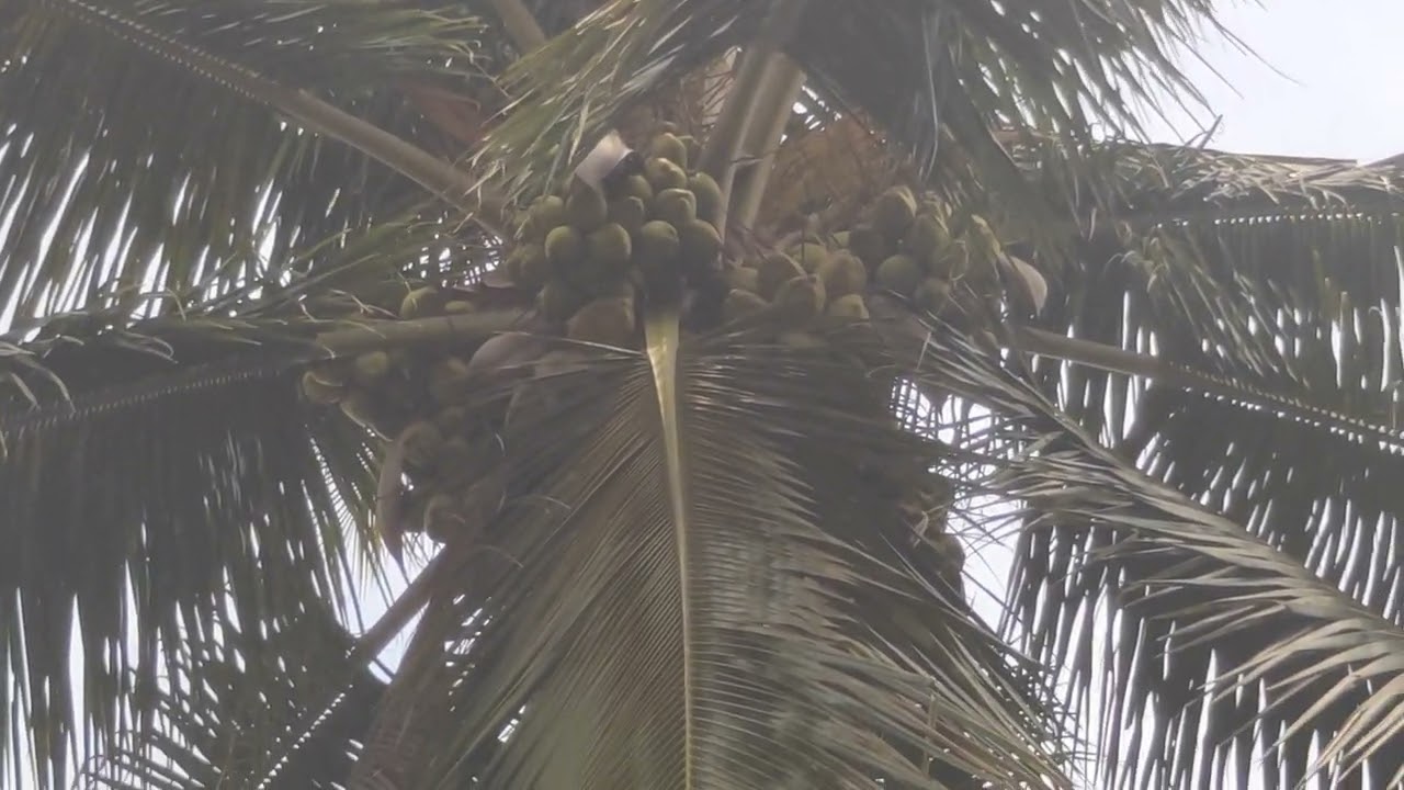 Recovery and yield improvement in stem-bleeding coconut farm.