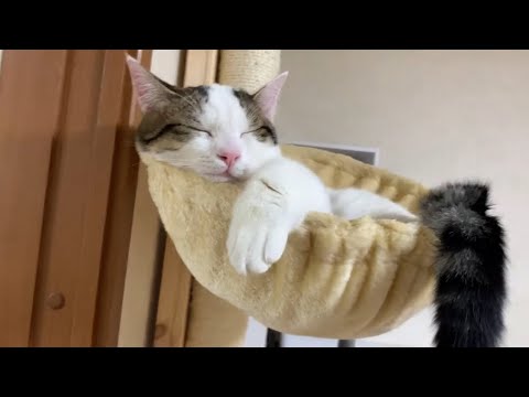 try-not-to-laugh!-funny-short-clips-of-hinoki-the-cat.-part9