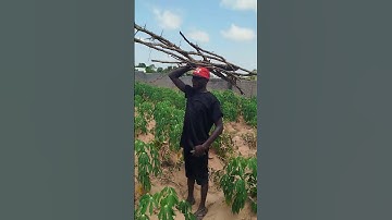 Effective Cultural Weeds Control in Cassava Farm for Soil Health Management
