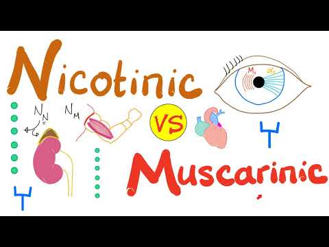 Video: Verschil Tussen Muscarine- En Nicotinereceptoren