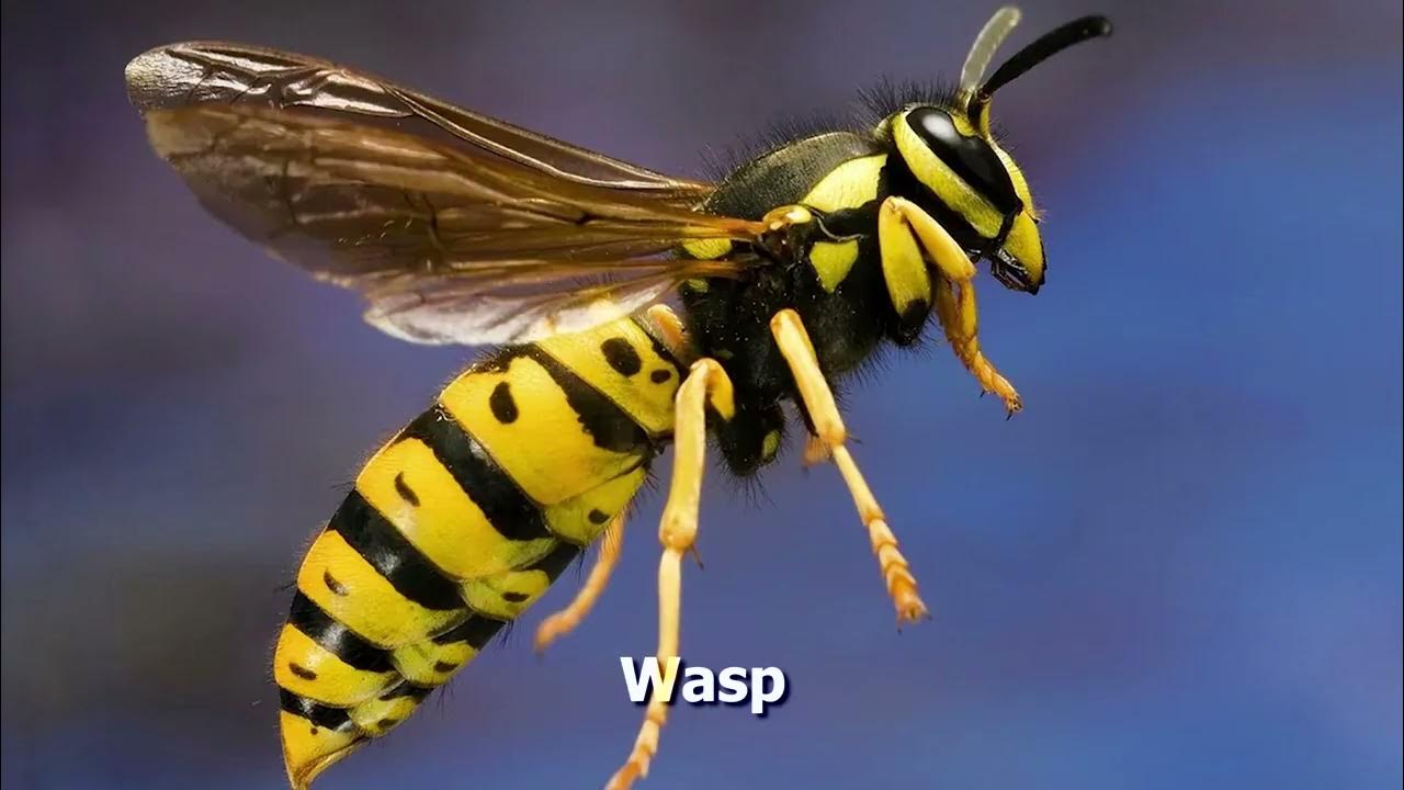 How To Pronounce Wasp YouTube