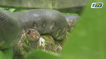 Quels sont les animaux dangereux en Guadeloupe ?