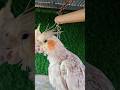 cockatiel bird 🐦😍 #shorts #cockatiel #yellowcockatiel48