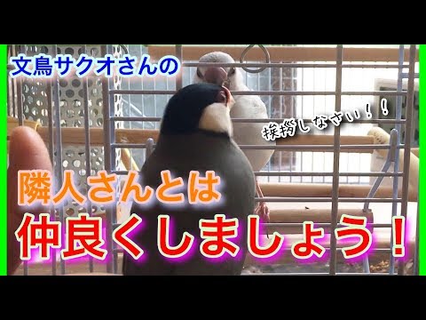 文鳥サクオさんの隣人さんとは仲良くしましょう！！