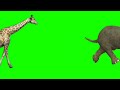 Zeraf elephant running green screen // All animals green screen video
