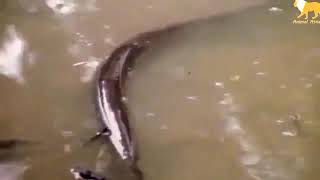 Download lagu BUAYA VS BELUT LISTRIK Lihat ketika buaya mulai menggigit BUAYA VS BELUT LISTRIK Lihat ketika buaya mulai menggigit
