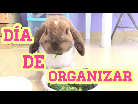Vídeo: Com Cuidar Un Conill Gegant