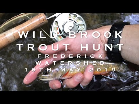 FREDERICK WATERSHED BROOK TROUT ON DRY FLIES - 16 MAY 2019 