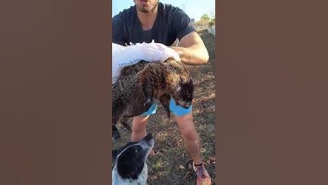 How to throw a gopher #gopher #shorts #thegoofballs
