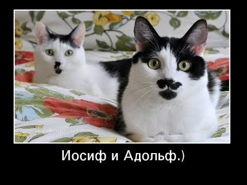 картинки злой кот смотреть