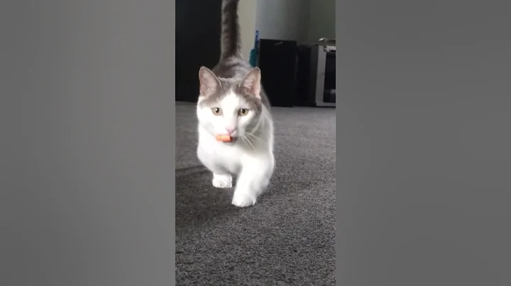 Video 10988711: cute little munchkin cat, cute munchkin cat playing, cat playing fetch