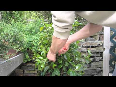 How to prune camelias