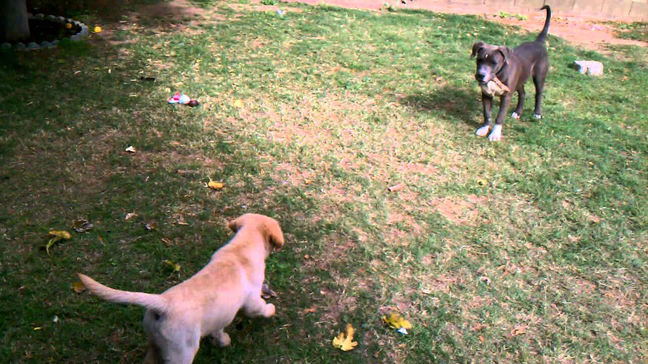 Labrador Vs Pitbull puppies YouTube