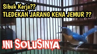 CARA MERAWAT TLEDEKAN BAGI YANG SIBUK KERJA ala @JieSGL