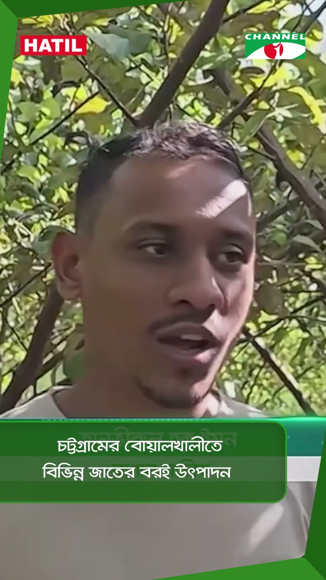চট্টগ্রামের বোয়ালখালীতে বিভিন্ন জাতের বরই উৎপাদন || Channel i News