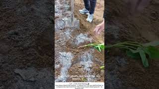 Planting Sweet Potato Slips in Holes – Traditional Method 🍠🧑🌾