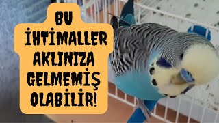 Download Lagu GEVAREN IN HUIS VOOR PAPEGAAIEN | Papegaaienverzorging MP3