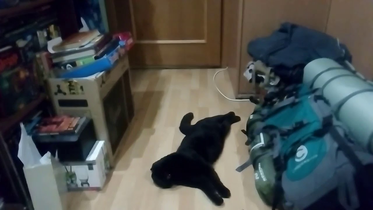 Киса в машине