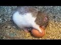 pet rats vs hard boiled egg - funny :)