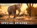 Powerful Hunters: Clash of the Titans 🐾 | Nature's Most Fierce Predators