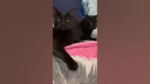 Video 4108371: cat funny pets dog, cats dogs black, scared cats