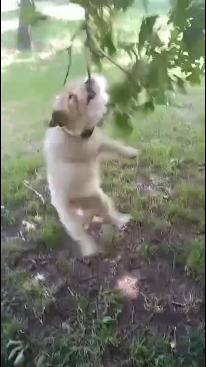 Ku Punya Satu Mimpi Versi Anjing @RestyAdinda24 #shorts #memes #meme #satumimpi