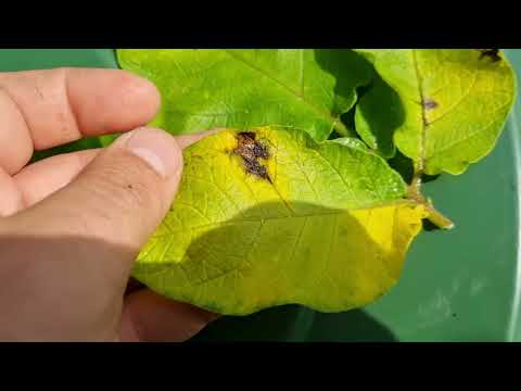 Videó: A burgonya déli vész: Burgonyanövények kezelése déli fertőzéssel