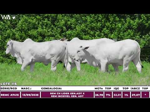 LOTE 116 - QUADRUPLA - LEILÃO PRIMAVERA GENÉTICA ADITIVA 2026