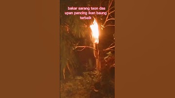 umpan mancing ikan baung terbaik #shorts