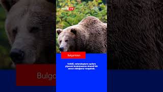 Bulgaristan Dağlarında Yirmiden Fazla Ayı Kameralarla Tespit Edildi