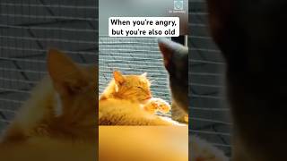 I’m laughing so hard and now I’m coughing! 🤣 #shorts #cat #catlovers