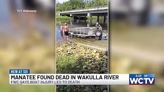 Manatee dies from watercraft injury in Wakulla River, FWC preliminary reporting says