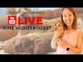 Playtime for 7 week old Goldendoodle Puppies - Live Q&amp;A