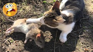Cat with GoPro: Big Hunt and Catching a Mouse - Watch The Real Videos by Videos For Cats To Watch 331 views 2 weeks ago 12 minutes, 4 seconds