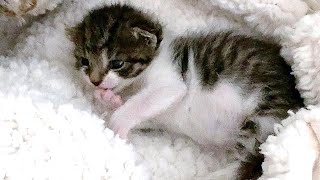 Orphaned Kitten, Terrify Starved Become Sugar Sweet and Adorable