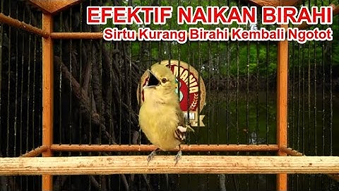Pancingan Cipoh / Sirtu Jantan & Betina Untuk Sirpu Yang Kurang Birahi Agar Gacor  Emosi Ngotot