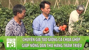 "Ngả mũ" trước chuyên gia tạo ra giống cà chua ghép kháng bệnh | VTC16