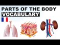 Apprendre le vocabulaire anglais - Les parties du corps 7 (Parts of the body)