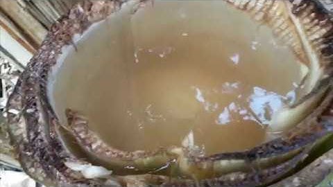 Chia sẻ cách lấy nước từ cây chuối hột trị tiểu đường - huyết áp - đau lưng - sỏi thận phần 2