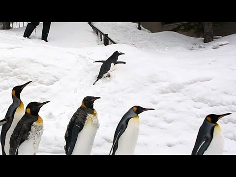 旭山動物園わくわく日記 ジェンツーペンギン 好奇心旺盛 お散歩の人気者 Youtube 旭山動物園わくわく日記 ジェンツーペンギン 好奇心旺盛 お散歩の人気者 Youtube
