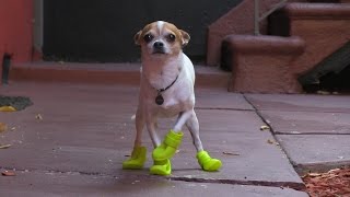 Chihuahua tries boots for the first time