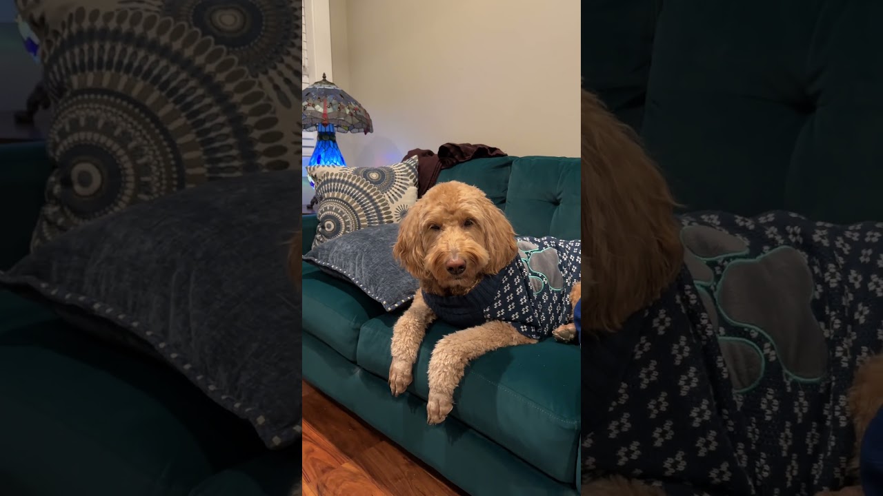 3.5yr Goldendoodle a cute Bear 🐾