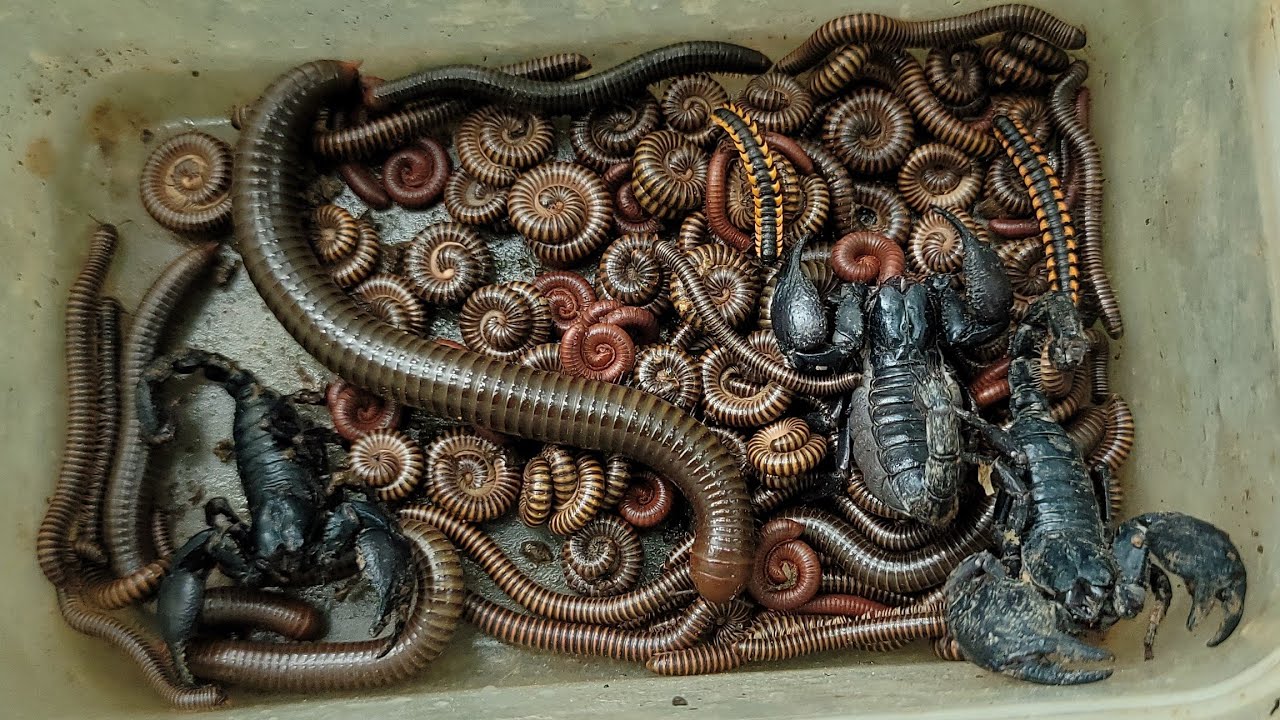Amazing!! Catch Dangerous Animal Scorpions, a Giant Millipede, Red Spotted Millipedes, Small Worms