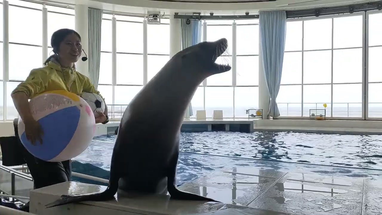 アクアワールド茨城県大洗水族館　イルカ・アシカ　オーシャンライブ　2024.05.30　14:30～